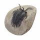 Walliserops trifurcatus