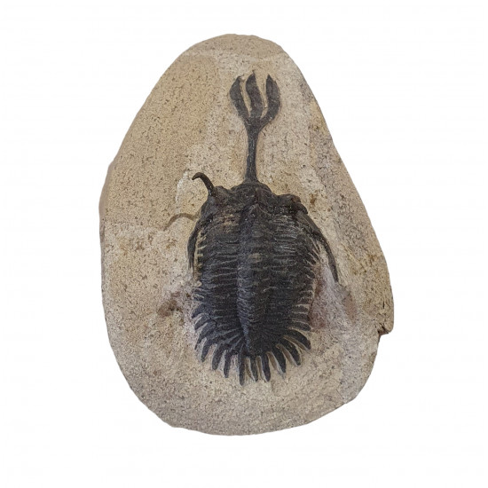 Walliserops trifurcatus