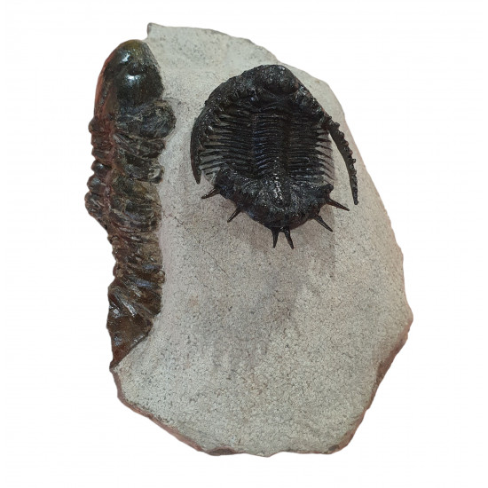 Acantharges mbareki