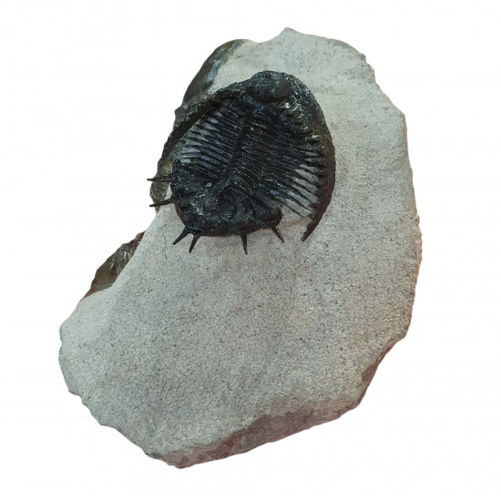 Acantharges mbareki