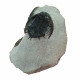 Acantharges mbareki