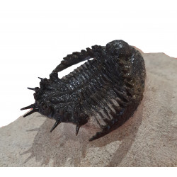 Acantharges mbareki