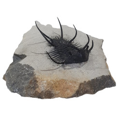 Ceratarges zirengensis