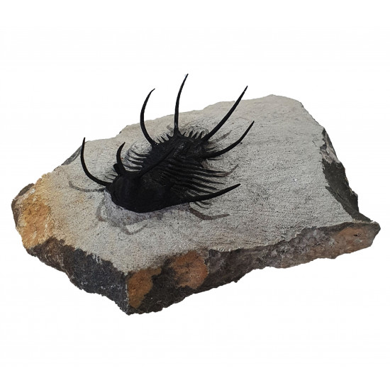 Ceratarges zirengensis