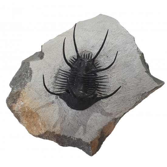 Ceratarges zirengensis