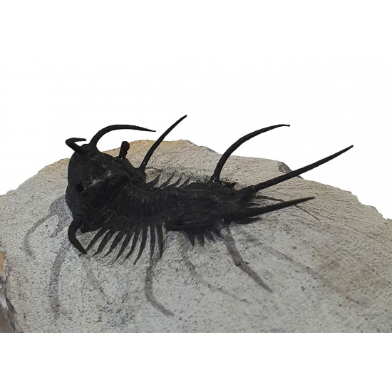 Ceratarges zirengensis