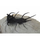 Ceratarges zirengensis