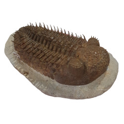 Drotops Megalomanicus