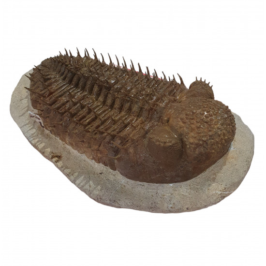 Drotops Megalomanicus