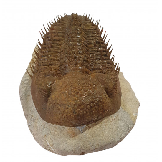 Drotops Megalomanicus