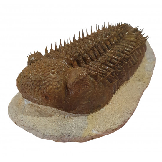 Drotops Megalomanicus