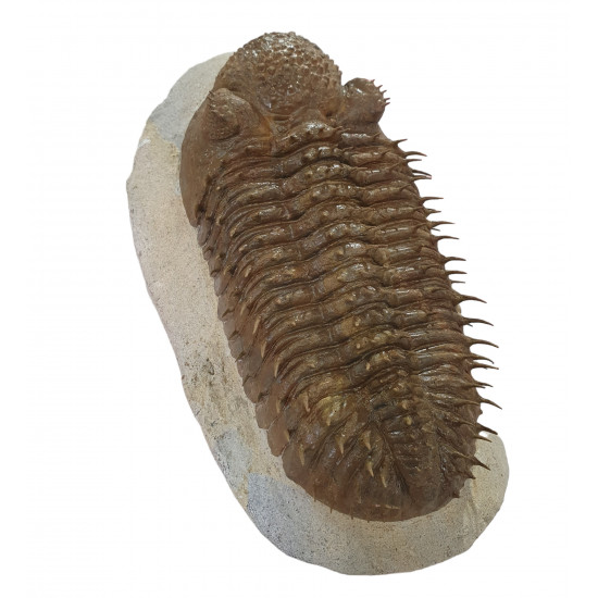 Drotops Megalomanicus