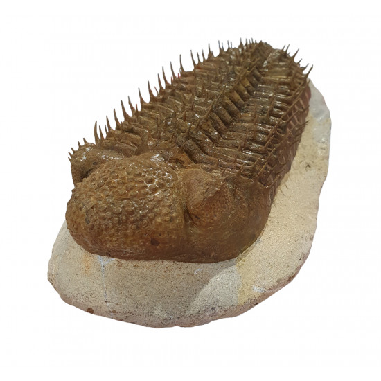 Drotops Megalomanicus
