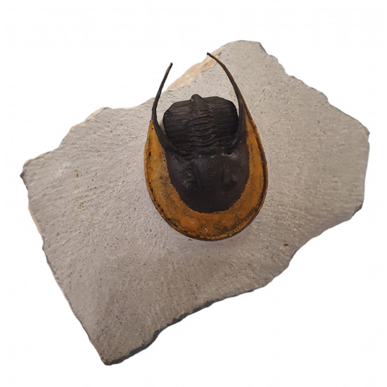 Harpes - Scotoharpes aff. perradiatus