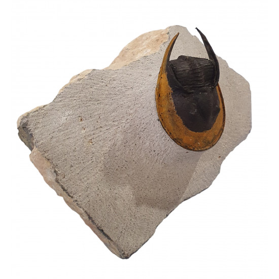 Harpes - Scotoharpes aff. perradiatus
