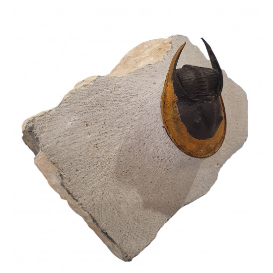 Harpes - Scotoharpes aff. perradiatus
