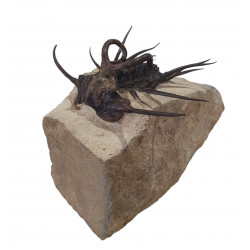Dicranurus Monstrosus