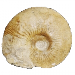 Kosmoceras obductum