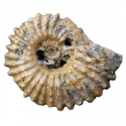 Douvilleiceras mammilatum