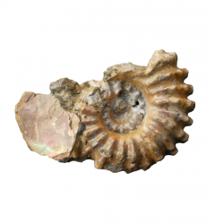 Douvilleiceras mammilatum