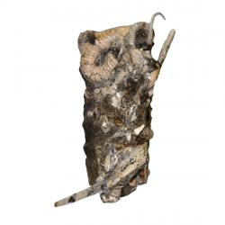 Didymoceras cheyennensis et baculites baculus