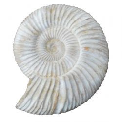 dichotomosphinctes germaini