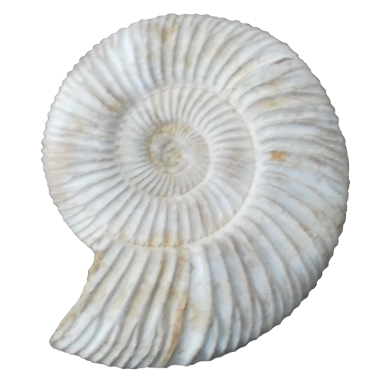 dichotomosphinctes germaini