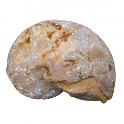 Cenoceras lineatum (nautile)
