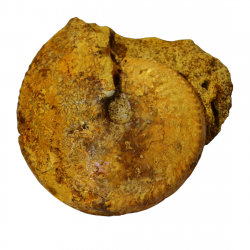 Cardioceras cordatum (teratologique) var tenuicostatum