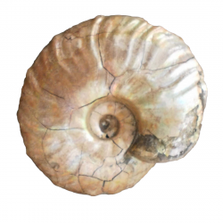 Beudanticeras dupinianum
