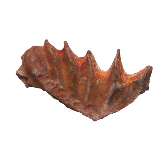 Ceratodus africanus (tooth)