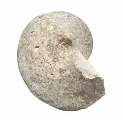 beudanticeras sp.