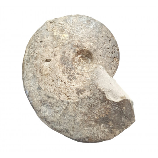 beudanticeras sp.