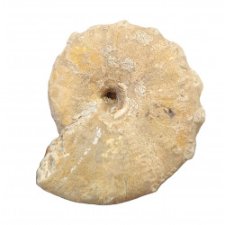 Calliphylloceras aff. achtalense
