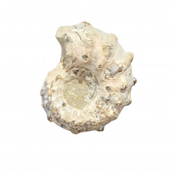 Douvilleiceras mammilatum