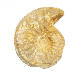 cardioceras cordatum