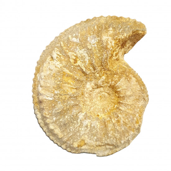 cardioceras cordatum