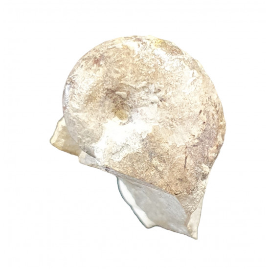 macrophylloceras sp.