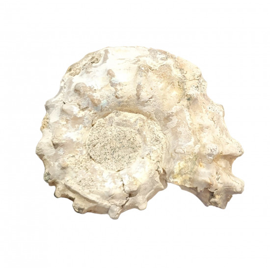 Douvilleiceras mammilatum