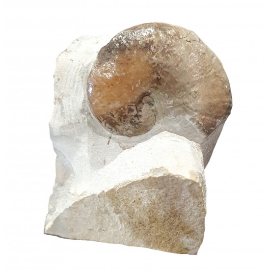 macrophylloceras sp.