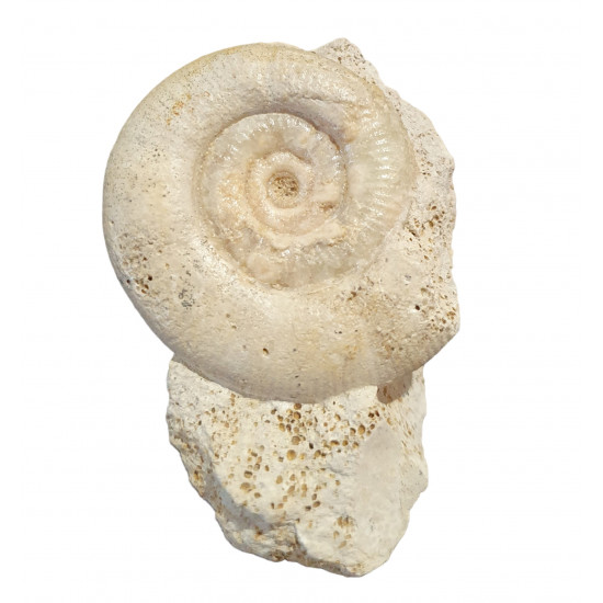 choffatia sp.