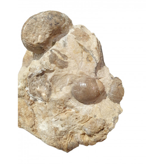 scaphites hugardianus