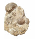scaphites hugardianus