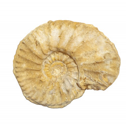 cardioceras cordatum
