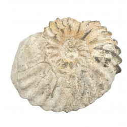 Hoplites dentatus