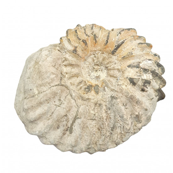 Hoplites dentatus