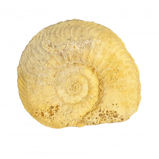 cardioceras cordatum