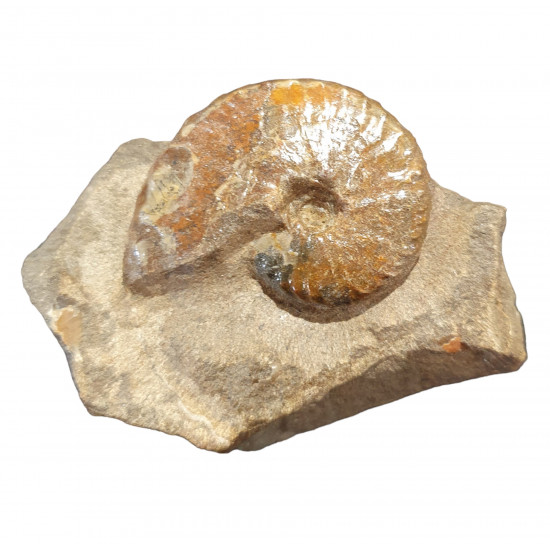 barroisiceras onilahyense