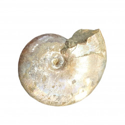 melchiorites falcistriatus (rare)