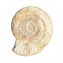 dactylioceras commune